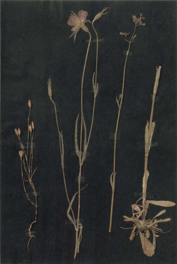 Herbarium